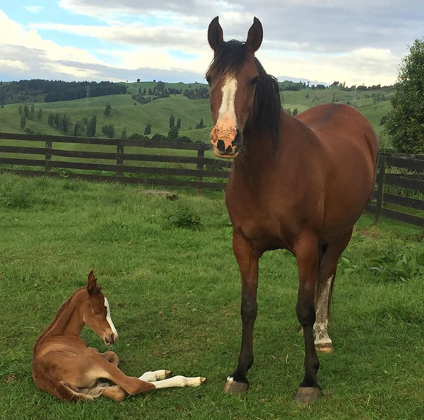 Rose of Aurora and her Inshallah Colorado filly.
