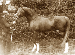 Mesaoud, one of the foundation sires of the Crabbet Arabian Stud, bred in Egypt by Ali Pasha Sherif, imported to England by the Blunts in 1891.