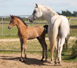 Silver Crescent and her Pilot colt.